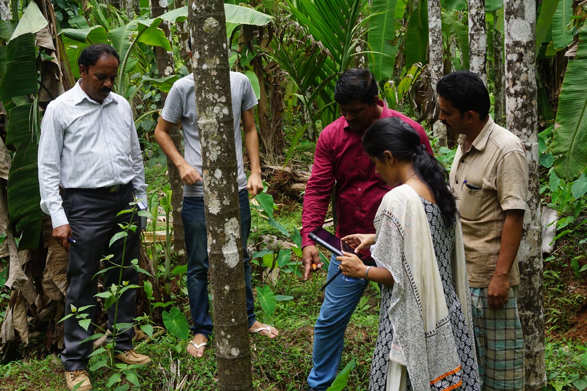ಅಡಿಕೆ ಫಸಲಿನ ಪ್ರಮಾಣ ಕಡಿಮೆಯಾಗುವ ಸಾಧ್ಯತೆ: ಡಾ. ತಿಪ್ಪೇಶಿ